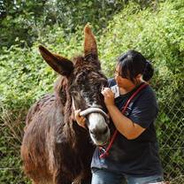 Woman cares for a donkey.