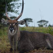 Deer lying down