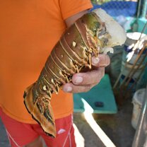 Cooking local lobster!