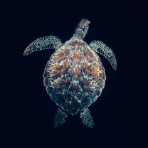 Sealife in Lombok