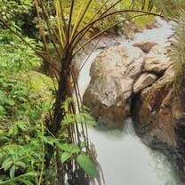 Rough stream of water with ancient tree in front