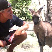 Wild kangaroos
