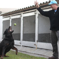 The guy is teaching the dog how to catch the ball