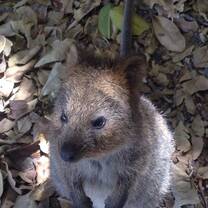 Quokkas from Rottnest Island near Perth