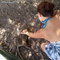 You can touch Quokkas when you visit Rottnest Island -they are very cute!