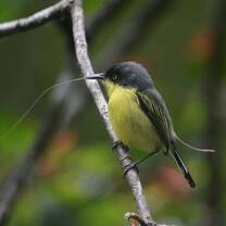 bird on a branch