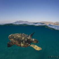 sea turtle