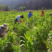planting corn