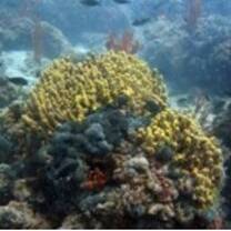 coral reefs