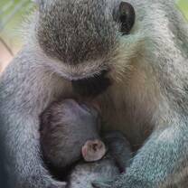 mommy monkey breastfeeding her baby