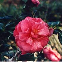 beautiful flower
