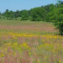 view if a beautiful greeny and flowery fields