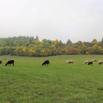 different animals eating grass in a huge green fields