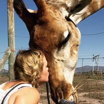 Experiencing the local giraffes 