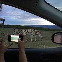 Addo elephant park 