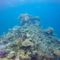 The Great Barrier Reef