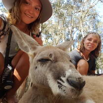 Sleepy kangaroo 