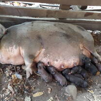 7 baby pigs with mom Peggy