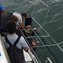 Photography class goes cage diving 