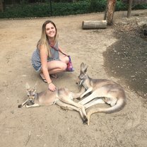 Kangaroos at Currumbin Wildlife Sanctuary 