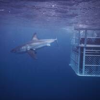 Shark Cage Dive