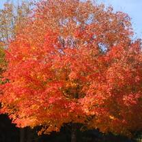 Beautiful color of tree