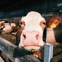 Class visit to the dairy factory