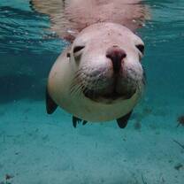Sleepy Sea Lion