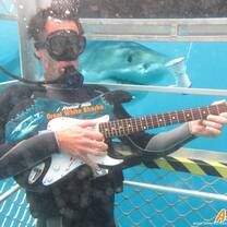 Rock out with the sharks