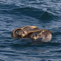 Sea Turtles