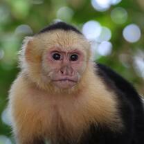 Capuchin Monkey
