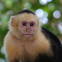 Capuchin Monkey