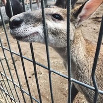 Kangaroo Jack