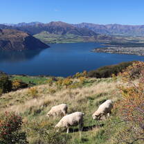 Sheep along the walk up Roys Peak, Wanaka, South Island