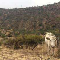 Cow in Las Aguas de San Ramón