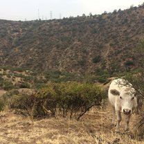 Cow in Las Aguas de San Ramón