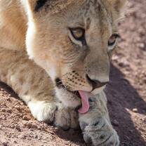 Kidogo Adventure - lion on safari