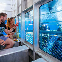 Dine & Dive with Sharks