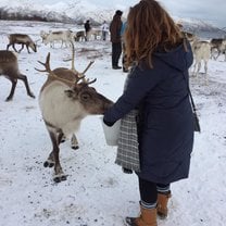 Feeding Reindeer in Norway