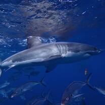 Great White Shark