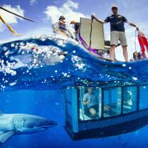 Shark & Aqua Sub