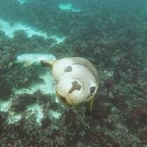 Aust. Sea Lion