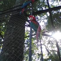 Animals