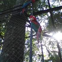 Animals