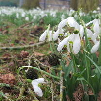 Come January, snowdrops pop up like snow over campus