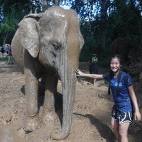 Working at an elephant sanctuary 