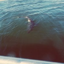 Sharks in South Africa