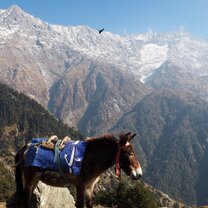 Making new friends In the Himalayas with a mule.