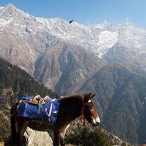 In the Himalayas with a mule. 