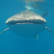 october and november : nosy be is full of whale shark 